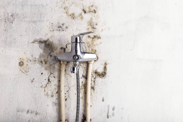 Best Certified Mold Removal  in Harvey, IL
