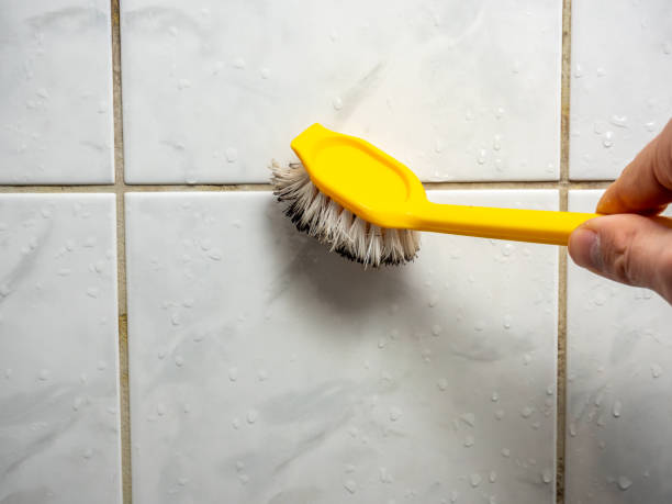 Reliable Harvey, IL Mold Removal Solutions