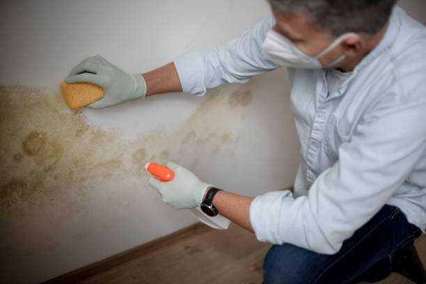Best Mold Testing  in Harvey, IL