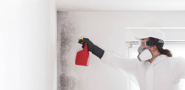 Best Professional Mold Removal  in Harvey, IL
