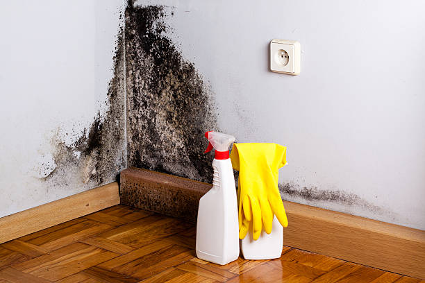 Best Office Mold Removal Services  in Harvey, IL