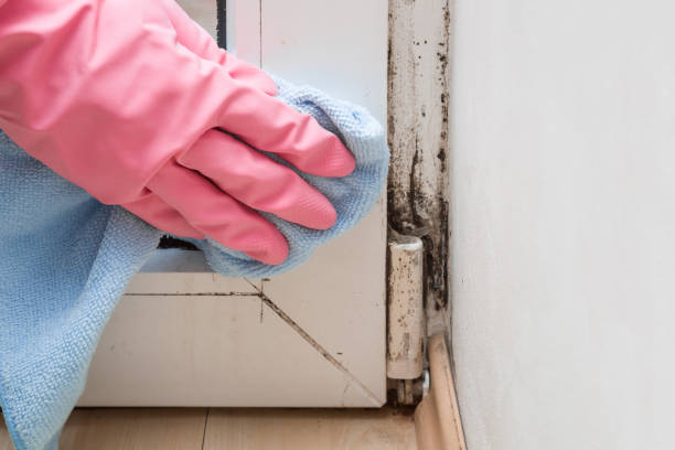 Best Black Mold Removal  in Harvey, IL