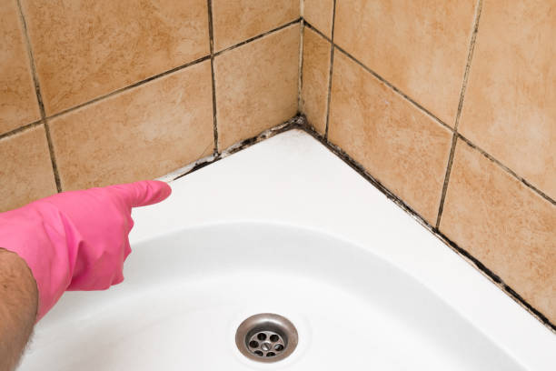 Best Attic Mold Removal  in Harvey, IL